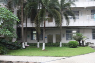 庭院中的绿植与建筑景观