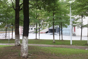 城市公园中的绿树景致