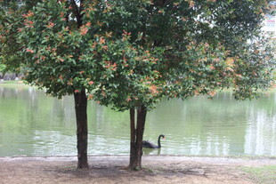 湖畔双树旁的悠闲鹭鸟