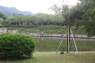 湖畔绿植环绕自然景致