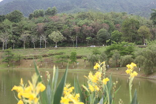 湖畔黄鸢尾与葱郁山林