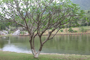 湖畔孤树 自然静谧景致