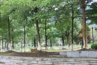 林间静谧长椅景观