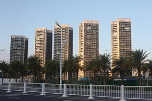 城市高楼与棕榈树景观