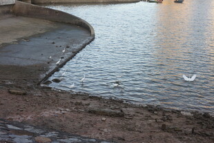 河畔水波与孤鸟