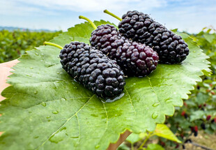 新鲜桑葚置于绿叶之上