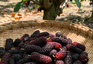 竹篮中的桑葚果