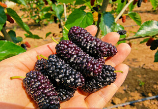 手捧紫桑葚