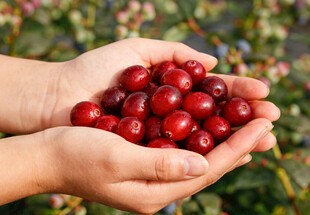 手中捧满蔓越莓