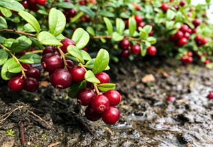 蔓越莓植株上的鲜红果实
