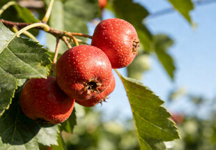 枝头红山楂
