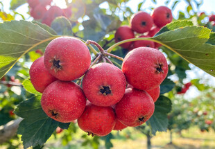 枝头红山楂