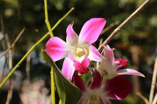 娇艳粉色兰花绽放