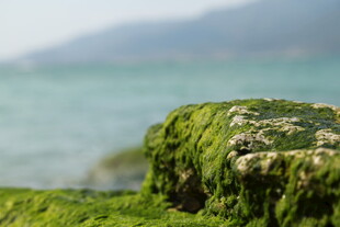 海边覆绿苔的岩石