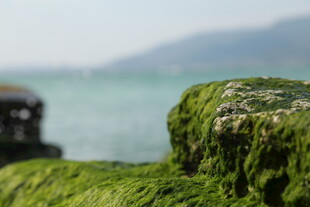 海边覆满青苔的岩石
