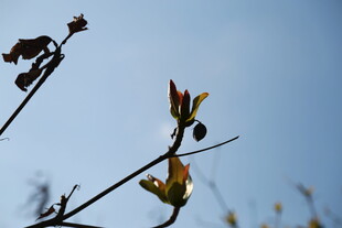 枝头残花映蓝天