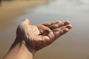手中的海边小贝壳