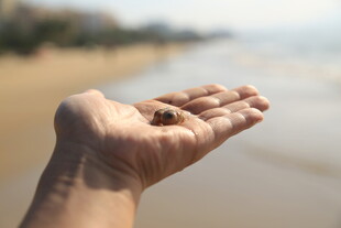 海边摊开的手掌
