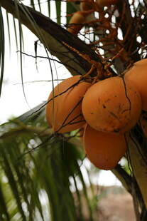 椰树上饱满的金黄椰子