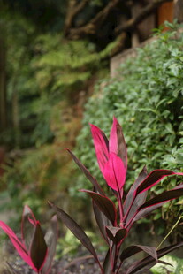 娇艳粉色花卉与绿植相伴