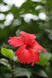 娇艳红色扶桑花