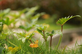 春日草地间的娇嫩小花