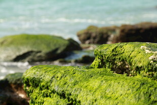海边覆绿苔的岩石