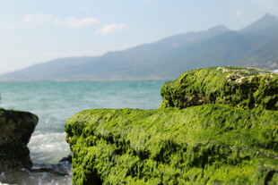 海边覆绿苔的岩石景观