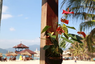 海边美景与艳丽花卉