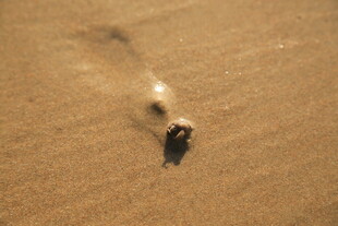 海滩爬行的海螺