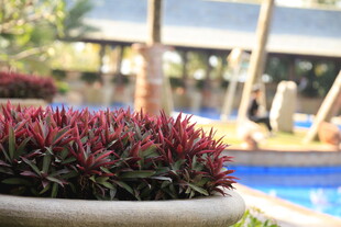 盆栽植物前的泳池景致