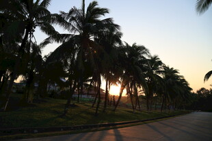 夕阳下的椰树道路美景