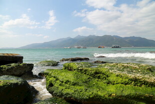 海边礁石上的翠绿海藻