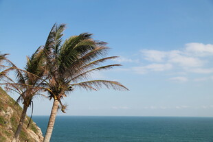 海边摇曳的椰树