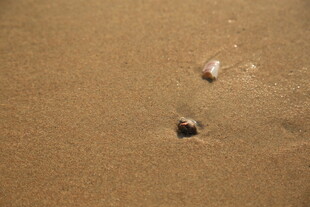 沙滩上的小贝壳与孔洞