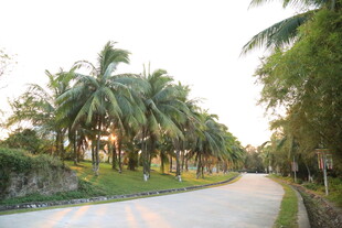 椰树环绕的乡间小路