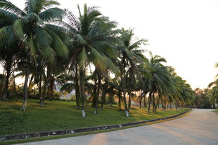 椰树成排的美丽道路