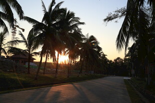 夕阳下的椰林小道