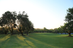 夕阳下的绿意草坪与树木