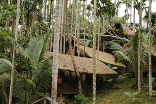 丛林中的简易木屋