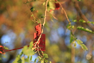 枝头红叶伴绿枝
