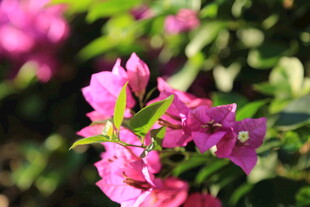 娇艳三角梅绽放