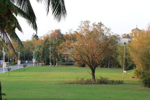 绿意盎然的户外休闲草地