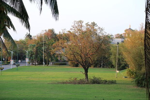 公园绿意盎然的秋日景象