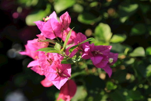 娇艳三角梅绽放