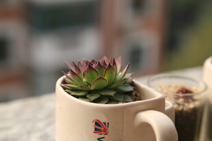 杯中小多肉 绿意小确幸