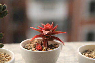 精致红多肉盆栽