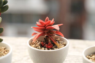 精致小盆栽中的艳丽多肉