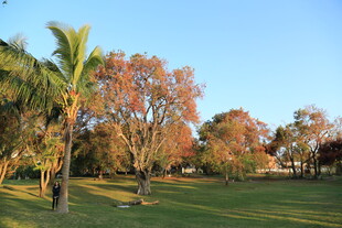 秋日公园的多彩树木景观