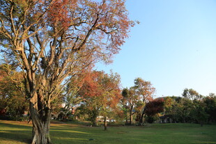秋日公园树木风景图